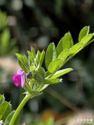 路邊的野花