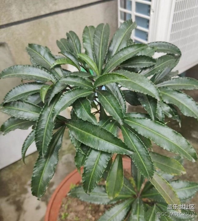 【春日踏青季】后花園