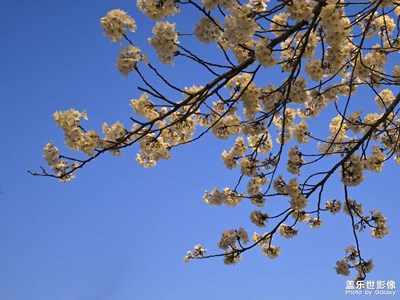 【春之夜】s25u藍調(diào)下的櫻花