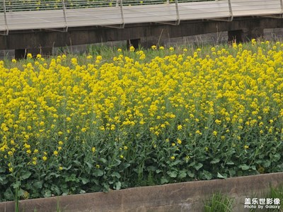 【生機(jī)盎然的世界】青山綠水