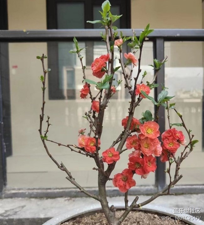 【春日踏青季】后花園