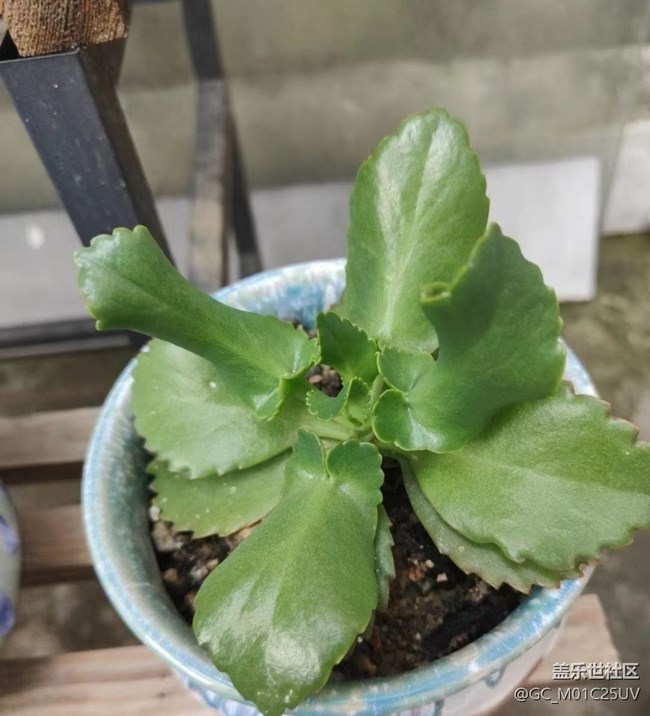 【春日踏青季】后花園