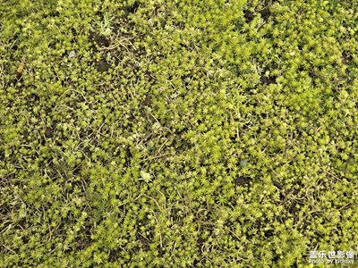 【生機(jī)盎然的世界】+花花草草