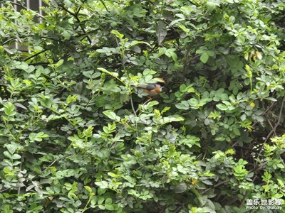 【生機(jī)盎然的世界】+捕捉小鳥蹤跡