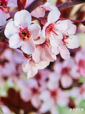 【春之夜】賞花