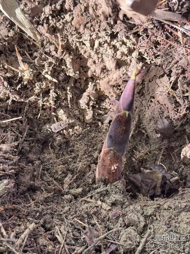 【春日踏青季】打野