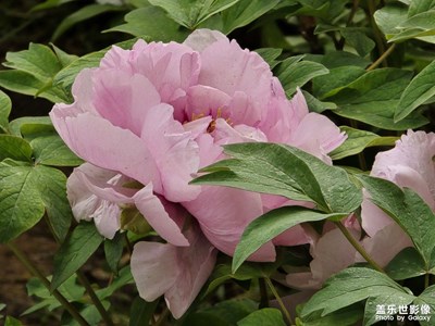 【生機盎然的世界】花王爭艷