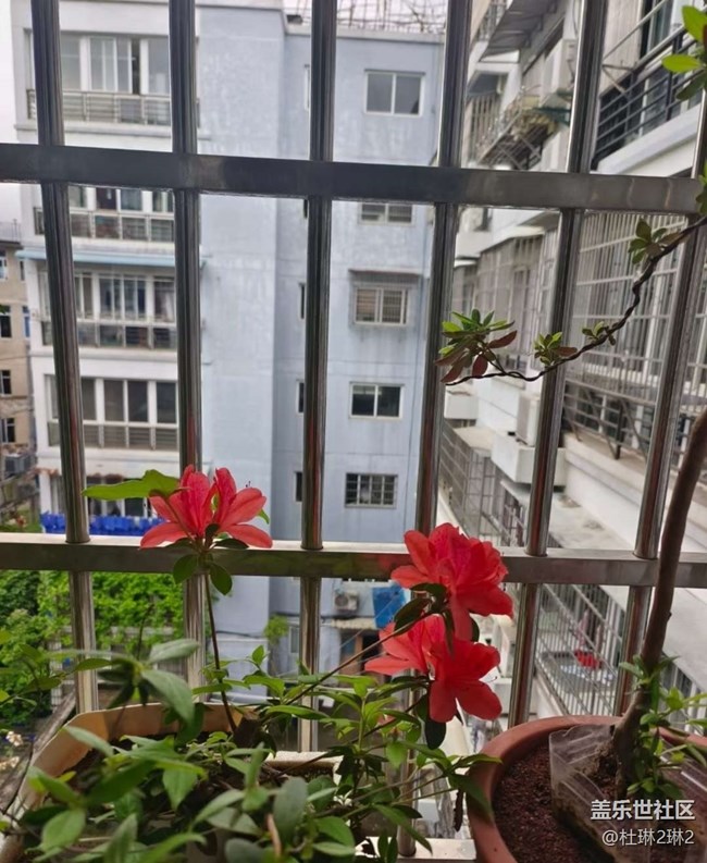 【春日踏青季】陽(yáng)臺(tái)美景