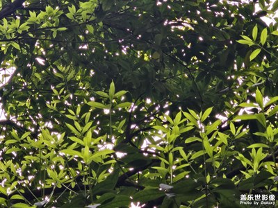 【生機(jī)盎然的世界】+世界真美好