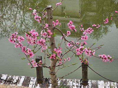 【生機(jī)盎然的世界】校園桃花