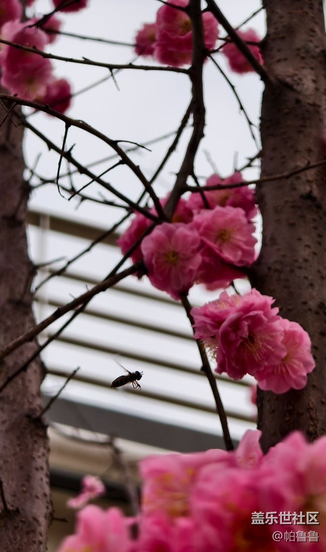 【花花世界】蜜蜂花語
