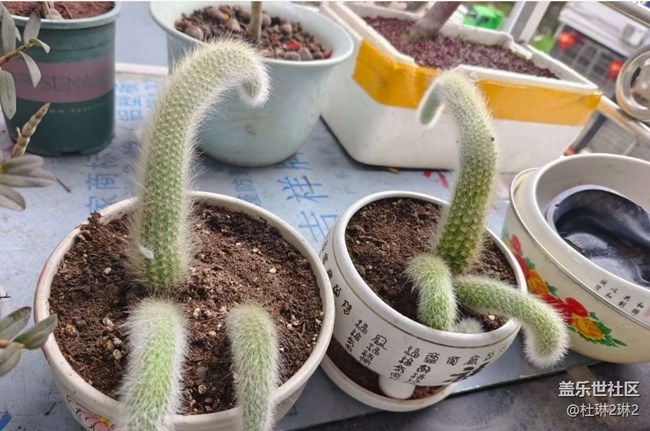 【春日踏青季】陽(yáng)臺(tái)美景