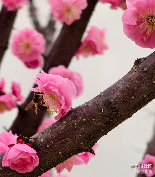 【花花世界】蜜蜂花語