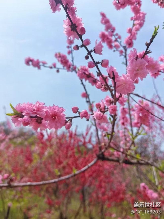 【Galaxy影像】#踏青+賞花