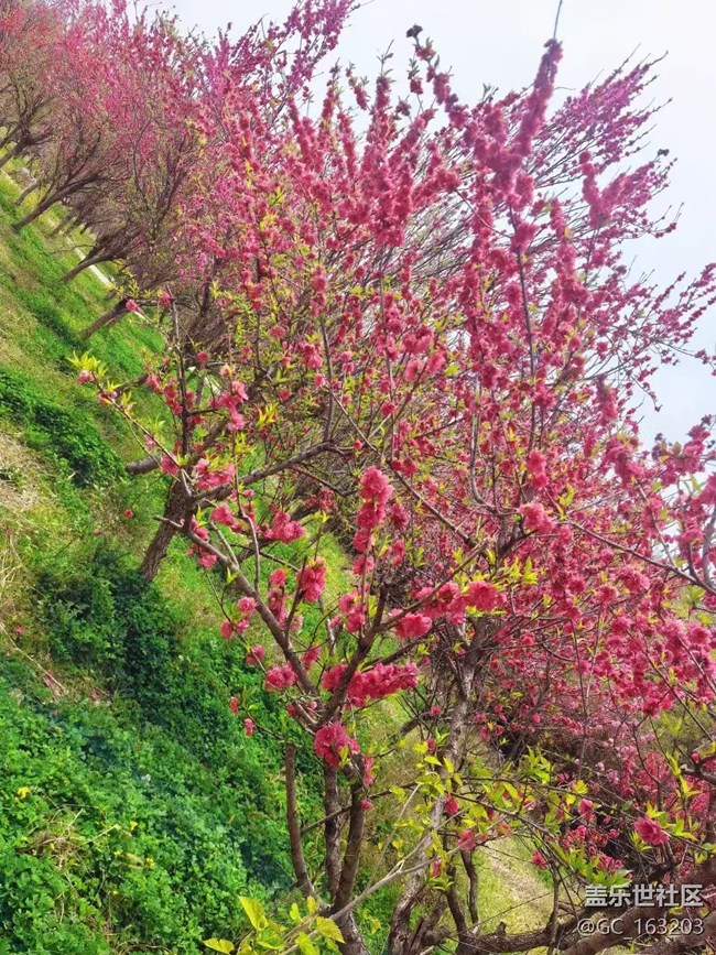 【Galaxy影像】#踏青+賞花