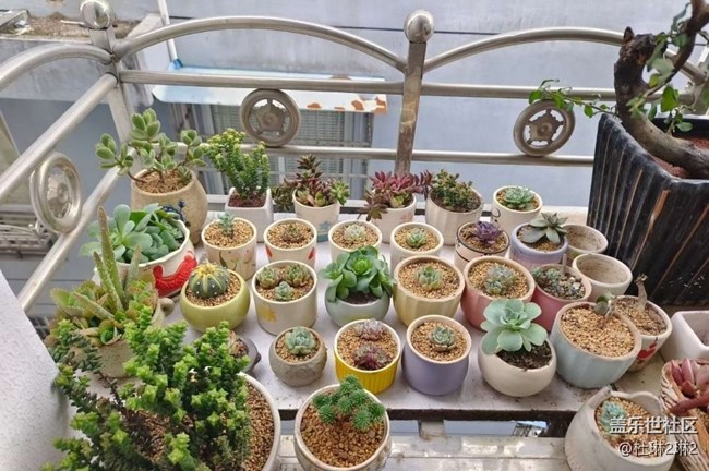 【春日踏青季】陽(yáng)臺(tái)美景