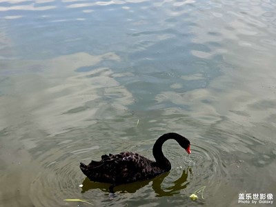 【春之夜】傍晚的湖邊