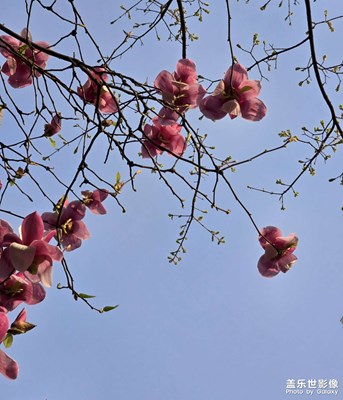 【生機(jī)盎然的世界】+玉蘭花