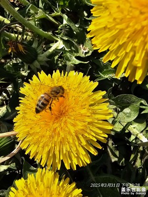 【生機盎然的世界】+又見蒲公英