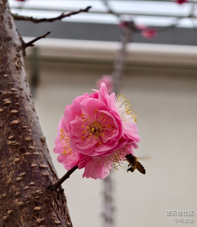 【花花世界】蜜蜂花語
