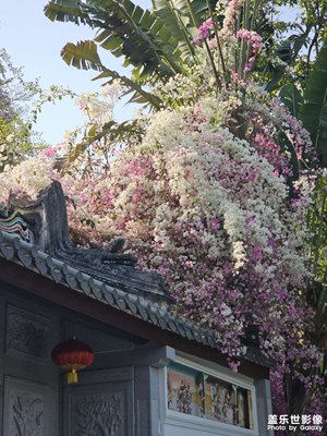 【生機(jī)盎然的世界】花花世界