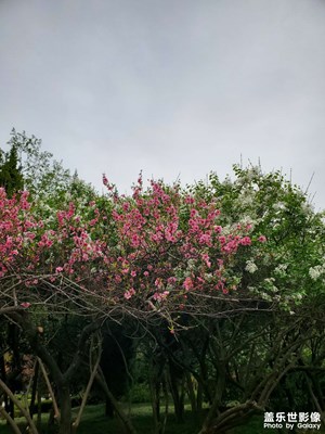 【生機(jī)盎然的世界】花開時(shí)節(jié)