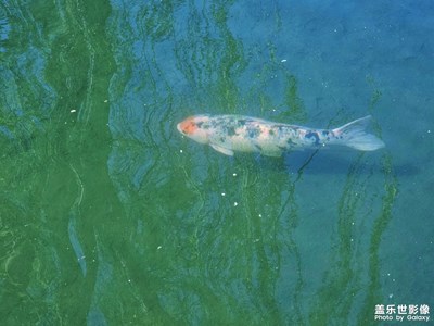 【生機(jī)盎然的世界】+春日美好