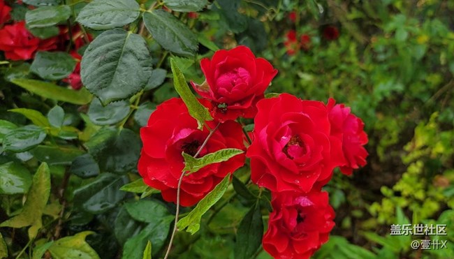 【花花世界】相冊里的花花