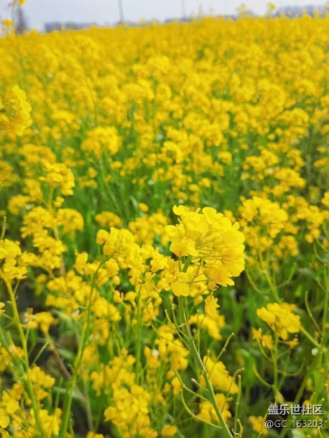 【Galaxy影像】#踏青+賞花