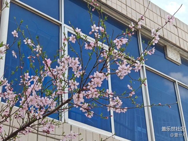 【花花世界】相冊里的花花