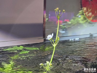 【生機盎然的世界】春市熙攘