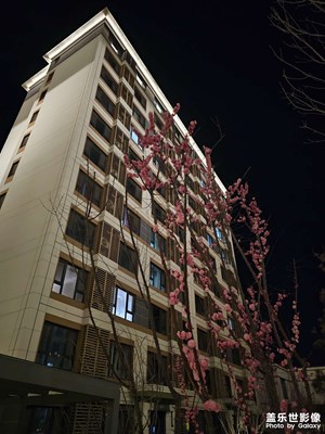 【春之夜】靜美春夜