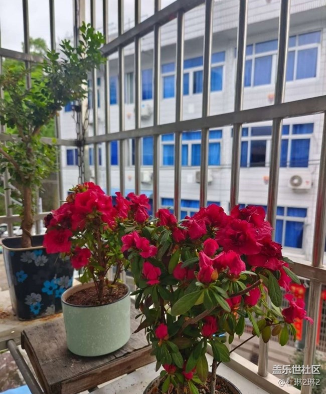 【春日踏青季】陽(yáng)臺(tái)美景