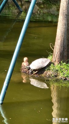 【生機(jī)盎然的世界】+動(dòng)物派對(duì)