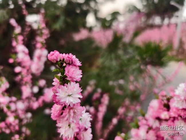 【花花世界】蜜蜂花語