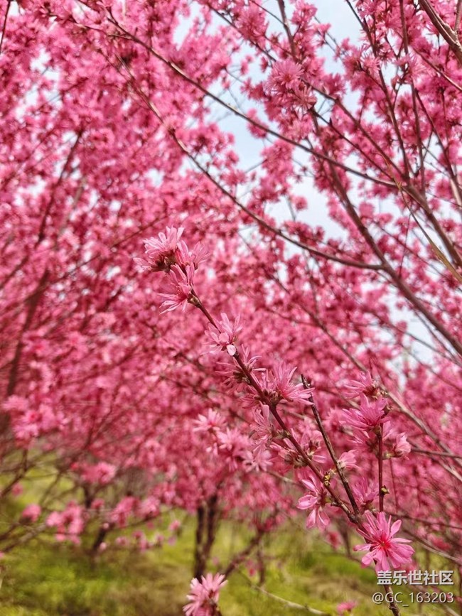 【Galaxy影像】#踏青+賞花