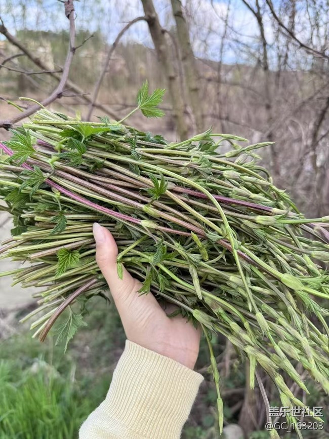【春日踏青季】打野
