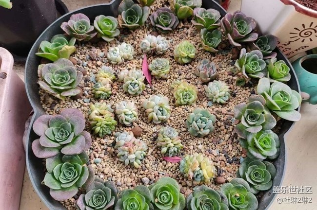 【春日踏青季】陽(yáng)臺(tái)美景