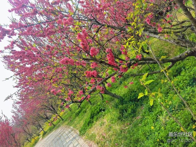 【Galaxy影像】#踏青+賞花