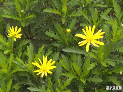 【生機盎然的世界】+生機勃勃