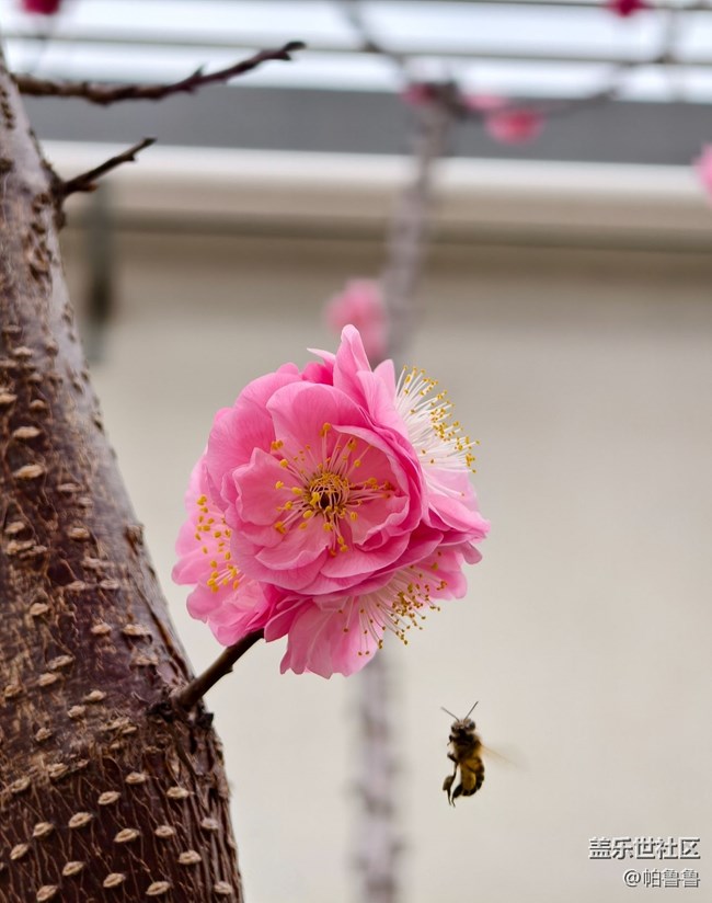 【花花世界】蜜蜂花語