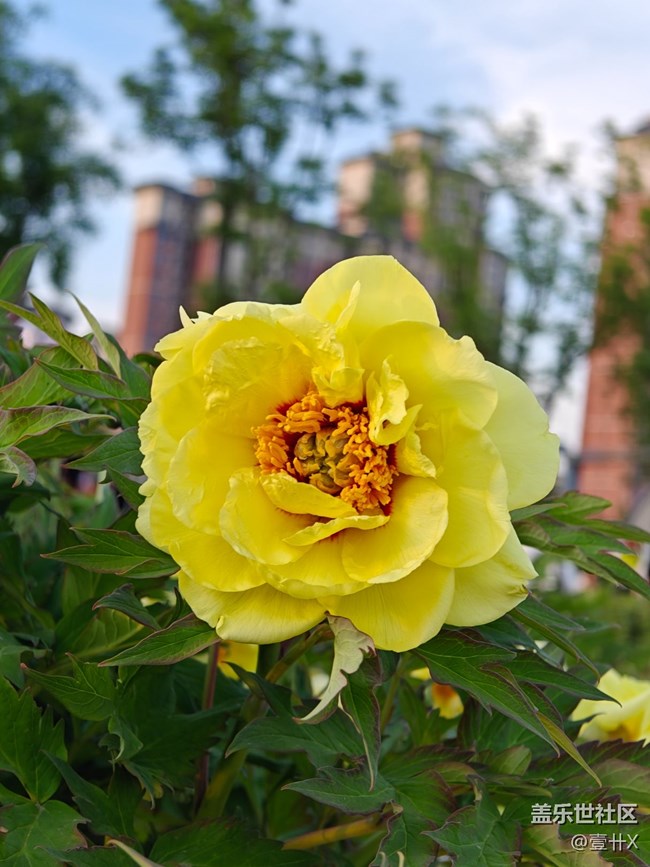 【花花世界】相冊里的花花