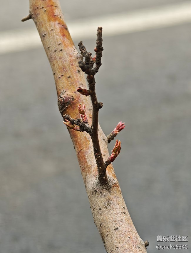 【春天的故事】+桃花開