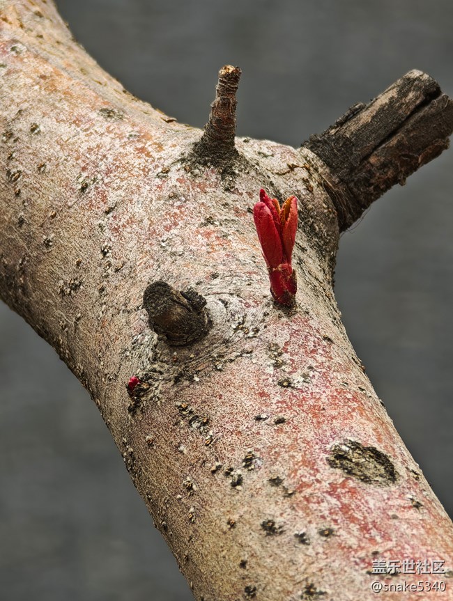 【春天的故事】+桃花開