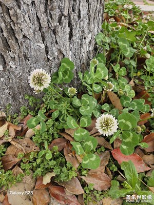 【生機(jī)盎然的世界】春天來(lái)了