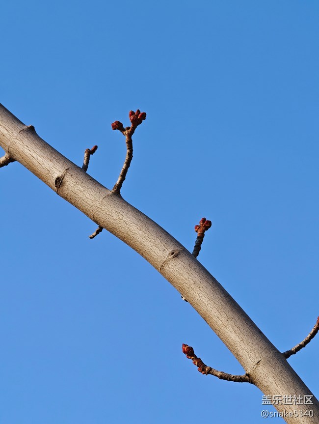 【春天的故事】+桃花開