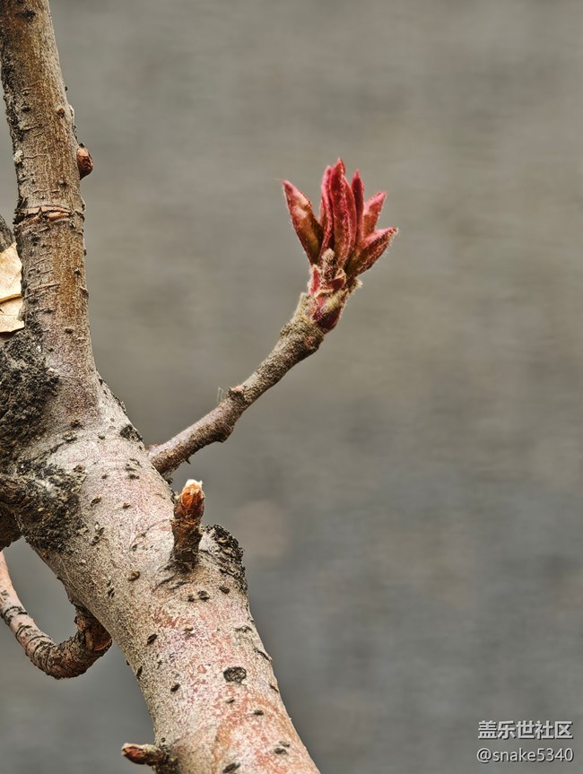 【春天的故事】+桃花開