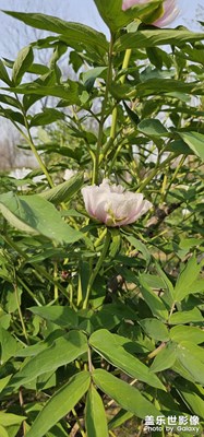 芍藥和牡丹傻傻分不清