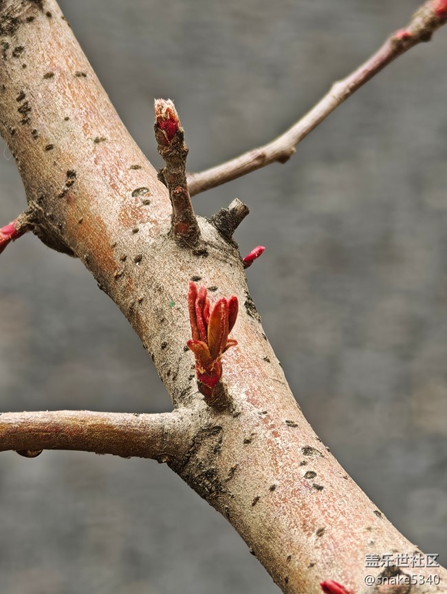 【春天的故事】+桃花開