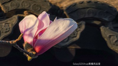 GalaxyS22Ulltra  玉蘭春暉